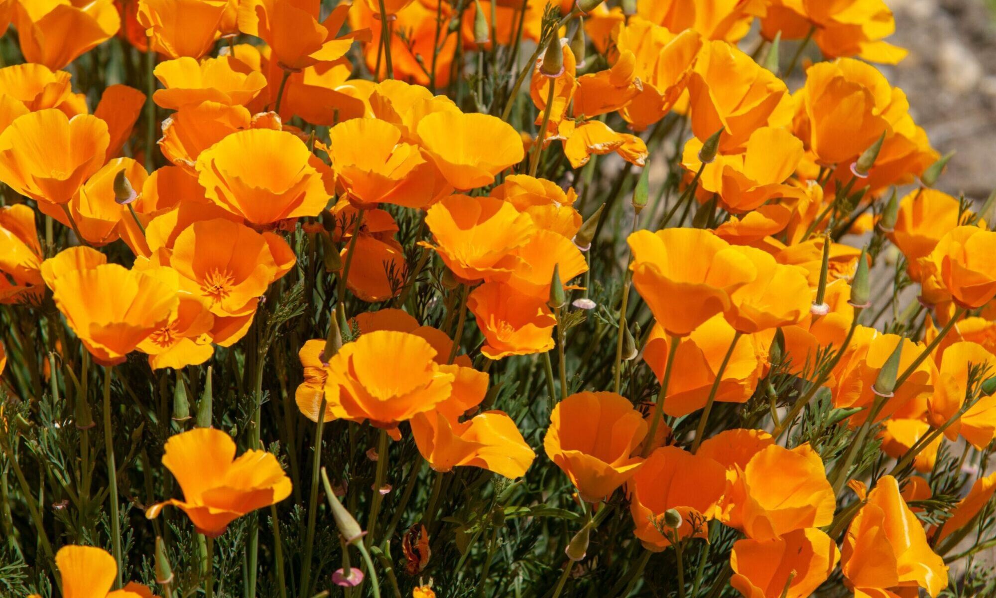 California poppy flowers